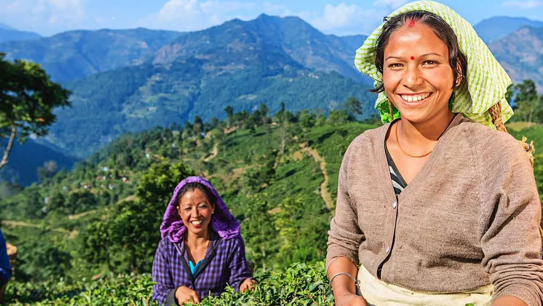 Tea & Buddhism in West Bengal & Sikkim
