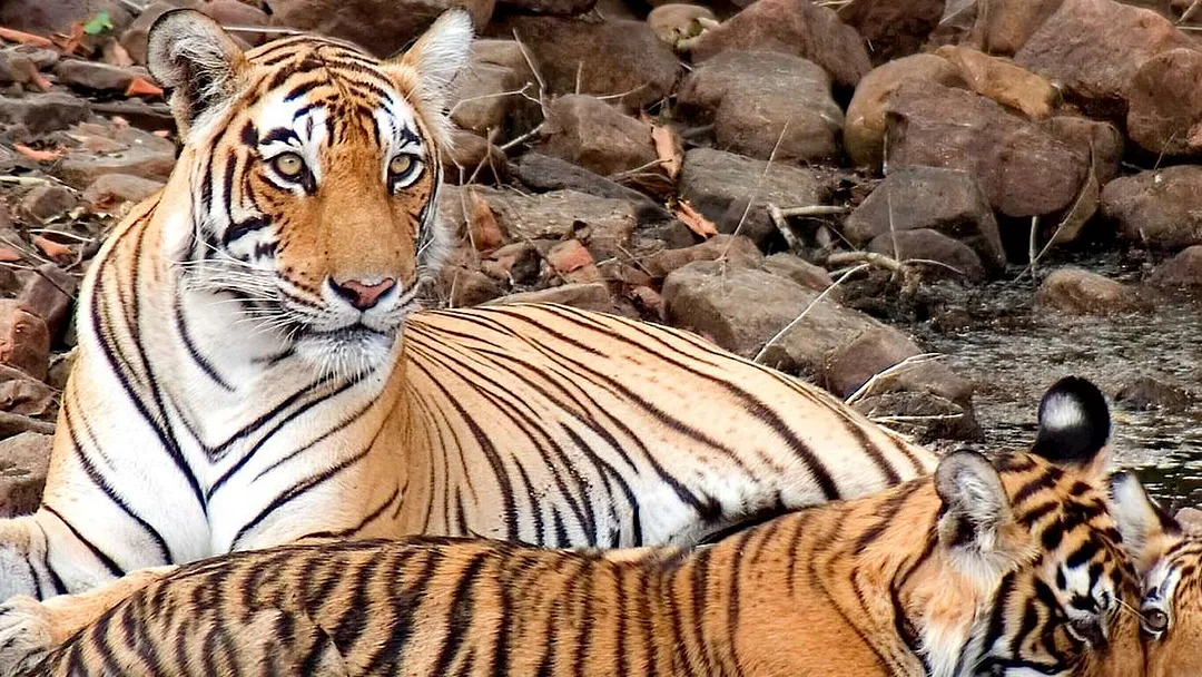 India's Golden Triangle & tigers