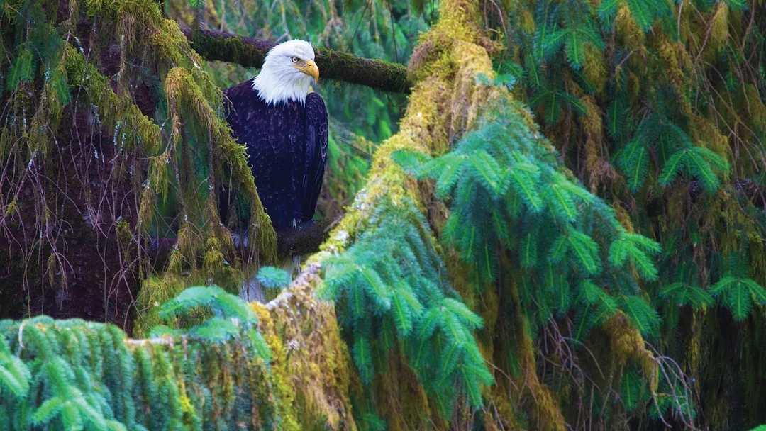 Western Canada with Inside Passage