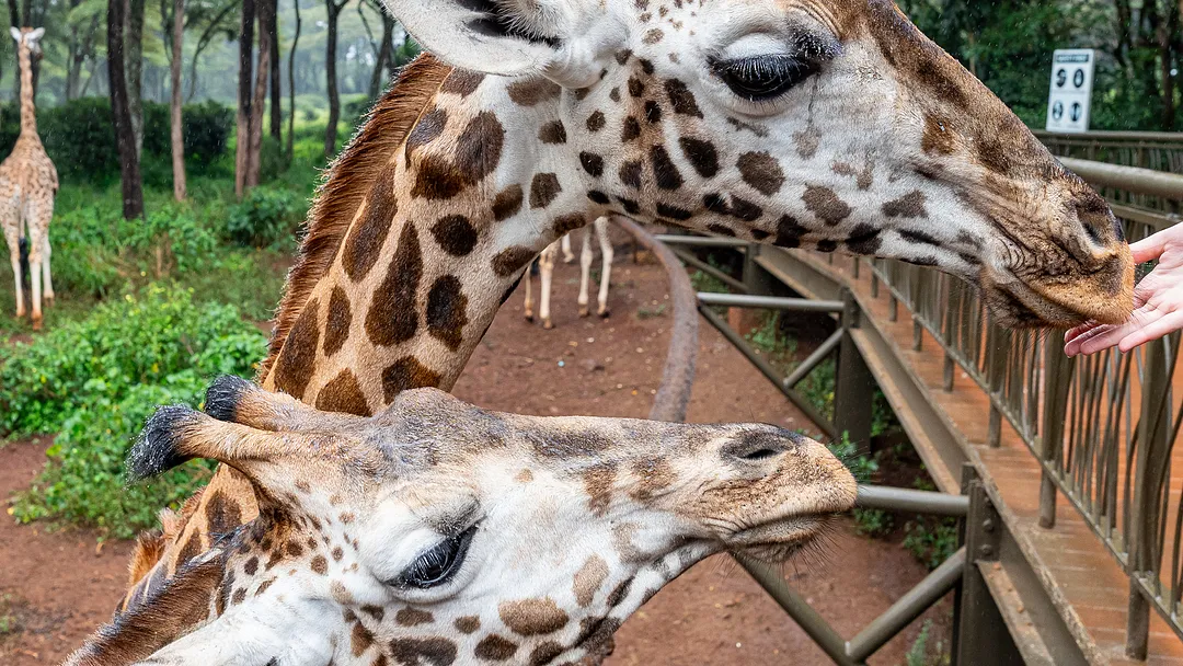 On Safari in Kenya with Nairobi & Mombasa