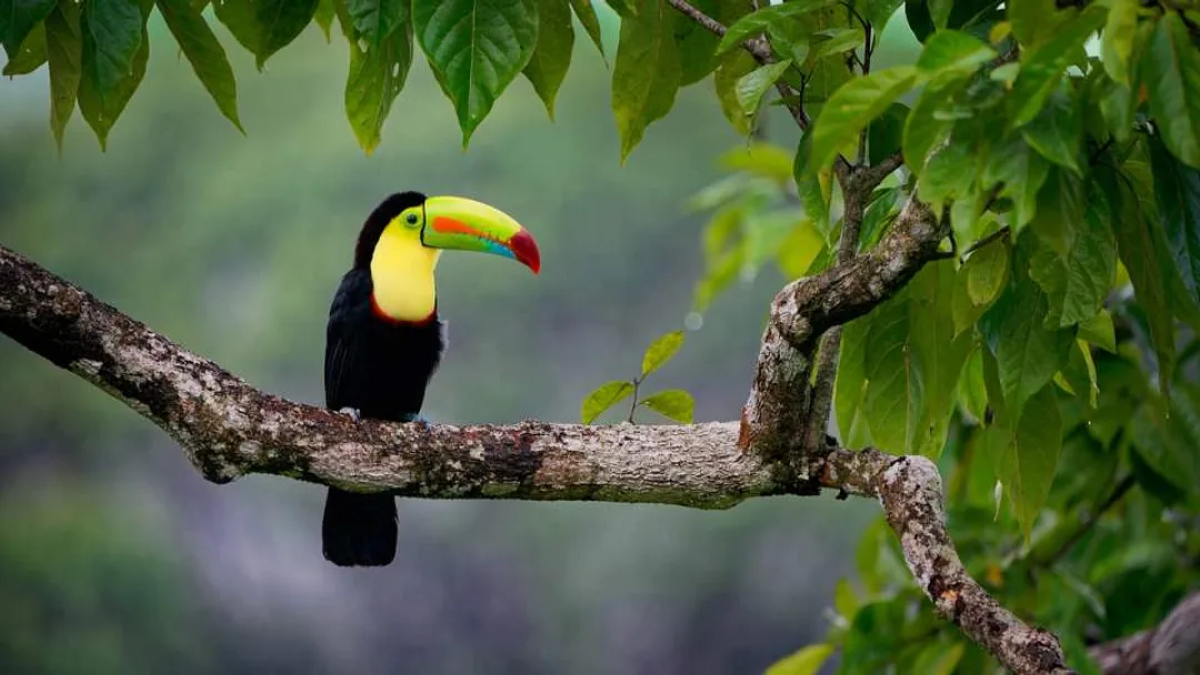 Natural Splendours of Costa Rica