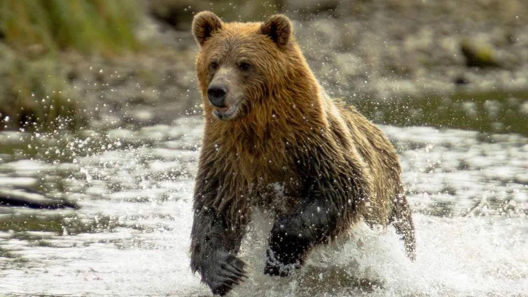 Wild Wonders of British Columbia