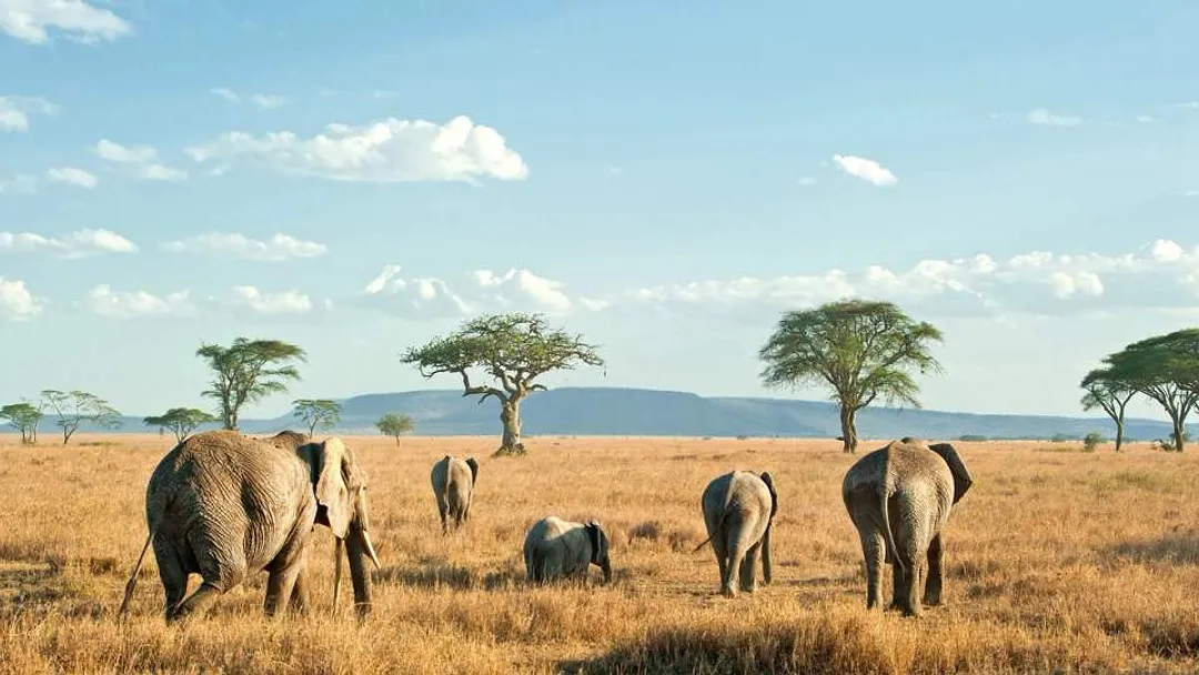 Tanzania & Zanzibar in Style