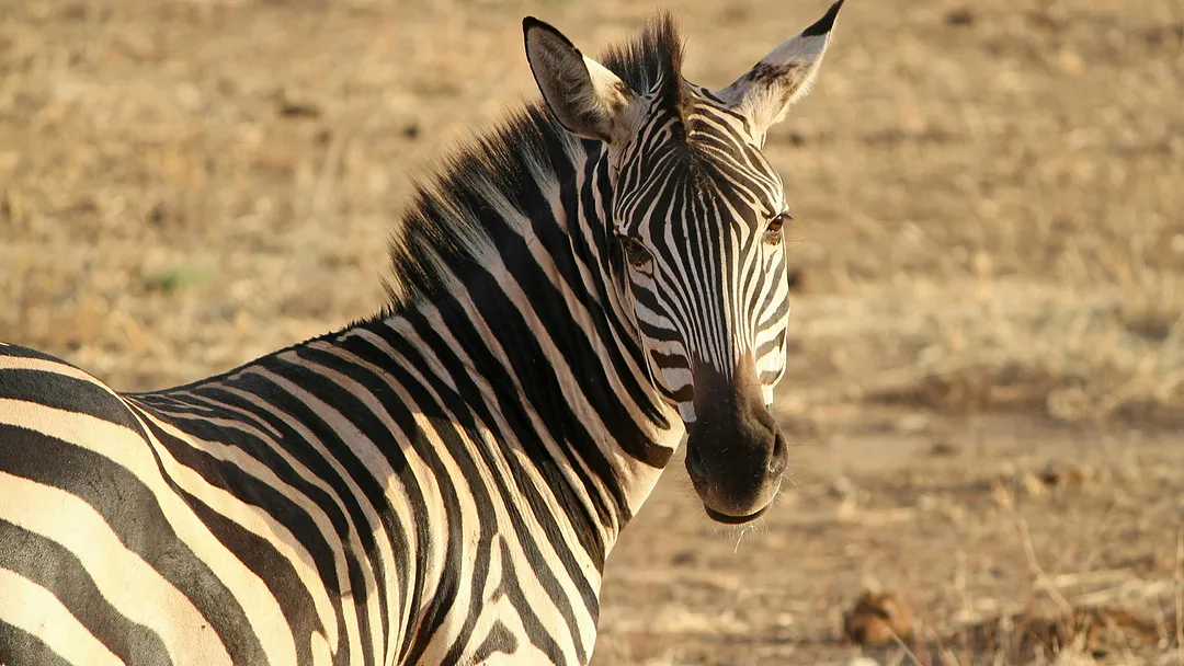 Kruger Safari & the Panorama Route with Victoria Falls