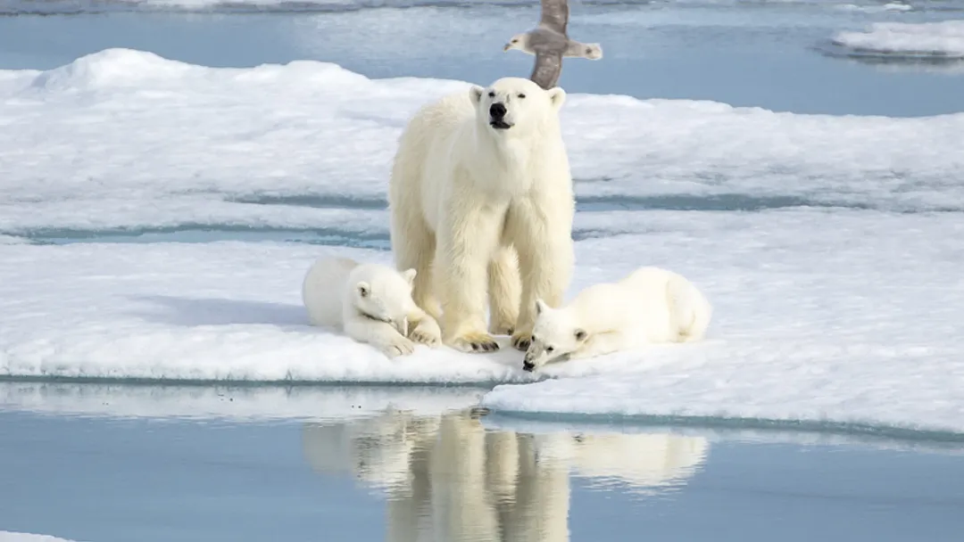 Realm of the Polar Bear - M/V Ocean Albatros