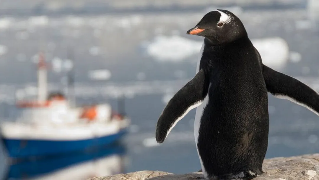 Classic Antarctica - M/V Ushuaia