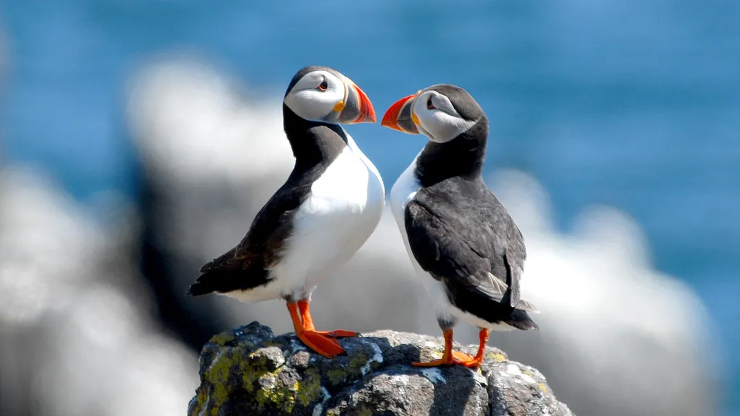 Walking Scotland’s Orkney Islands
