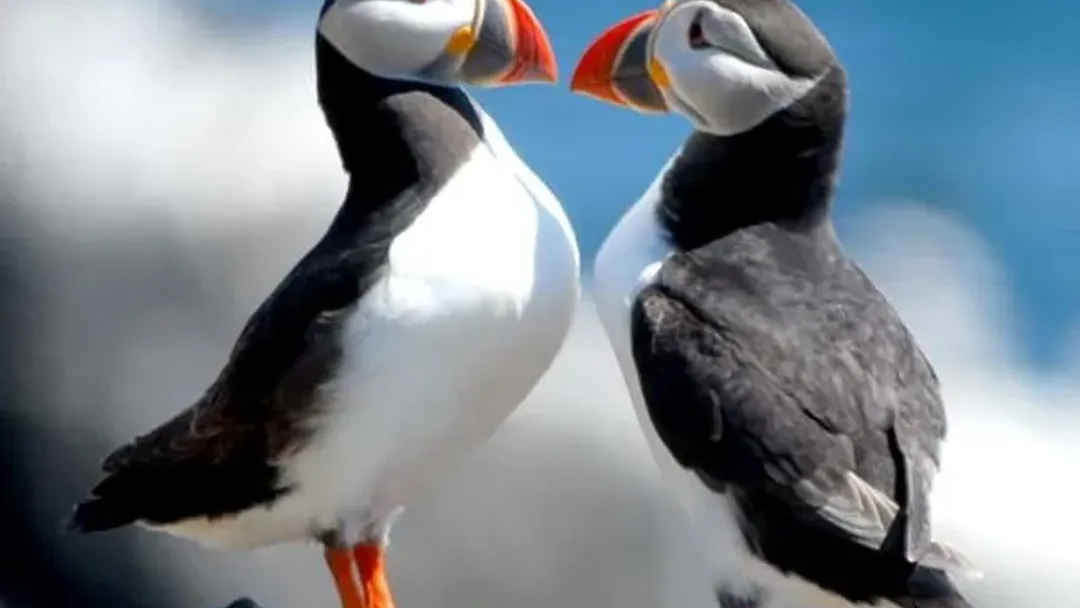 Walking Scotland’s Orkney Islands
