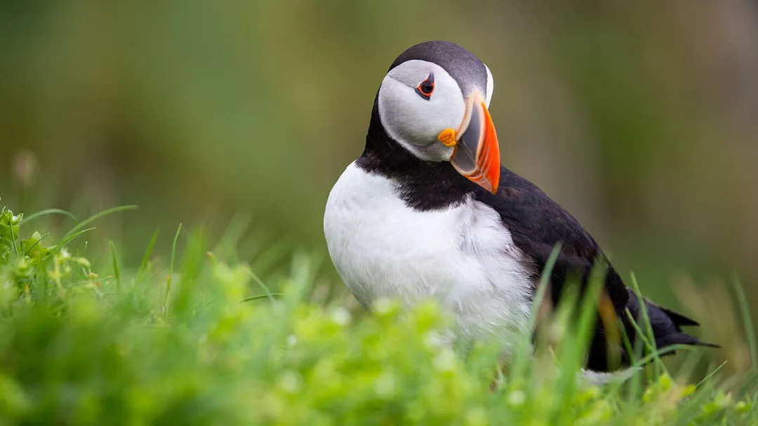 Wild Scotland - M/V Ocean Victory