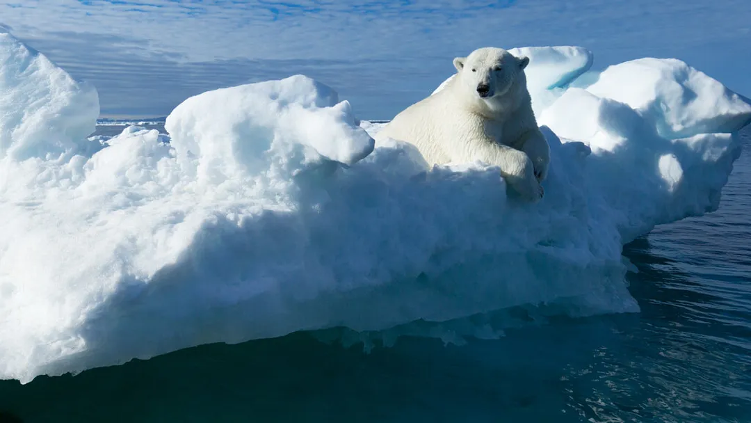 Realm of the Polar Bear - Expedition