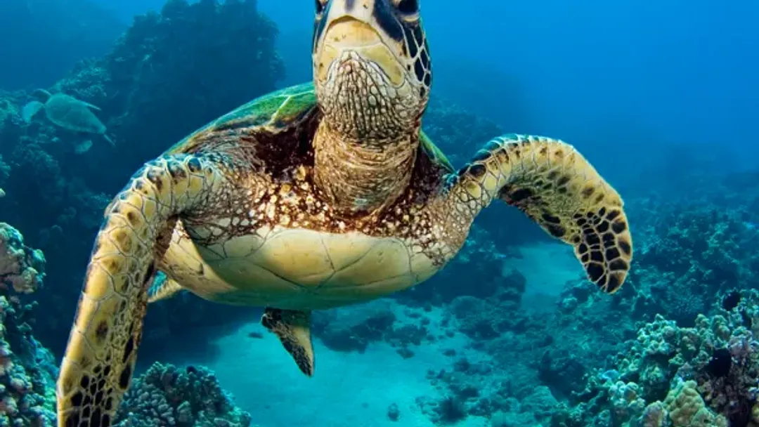 Volcanoes and Galapagos