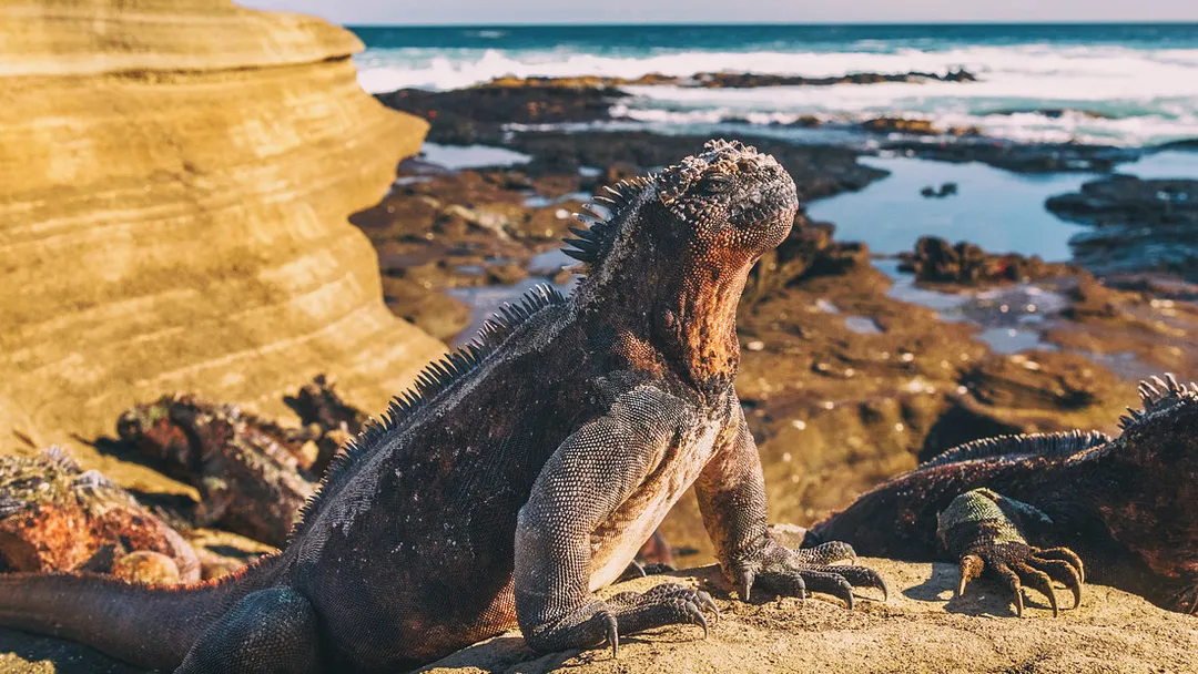 Volcanoes and Galapagos