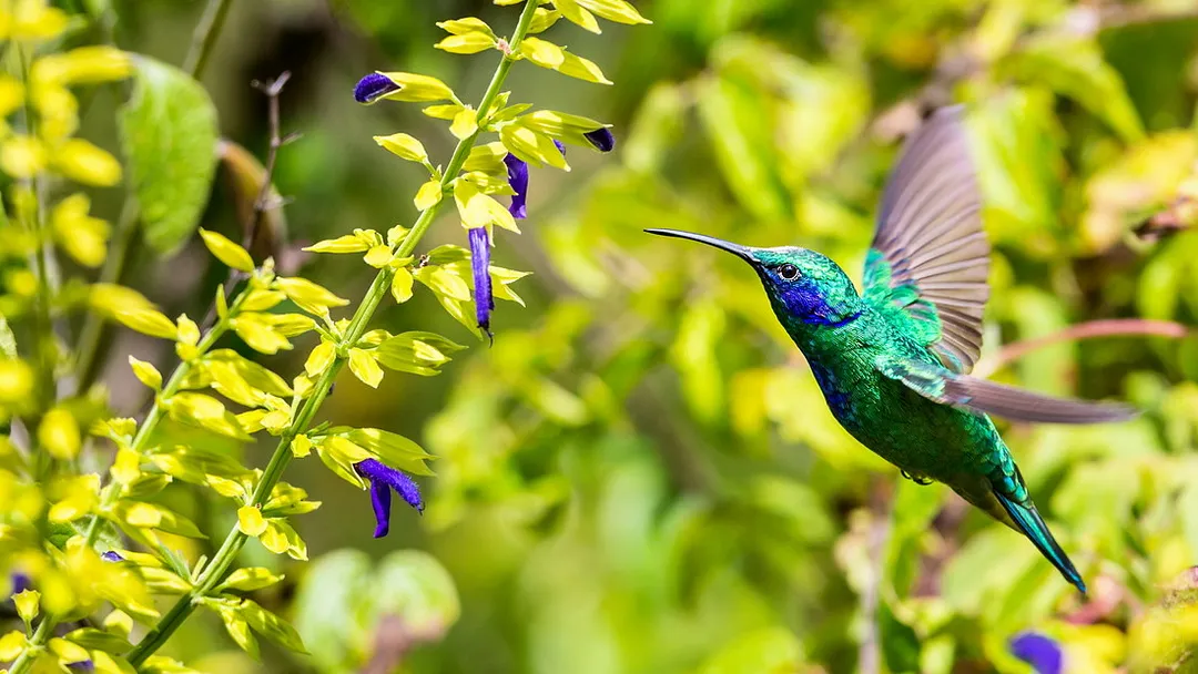 Costa Rica Wildlife Tour
