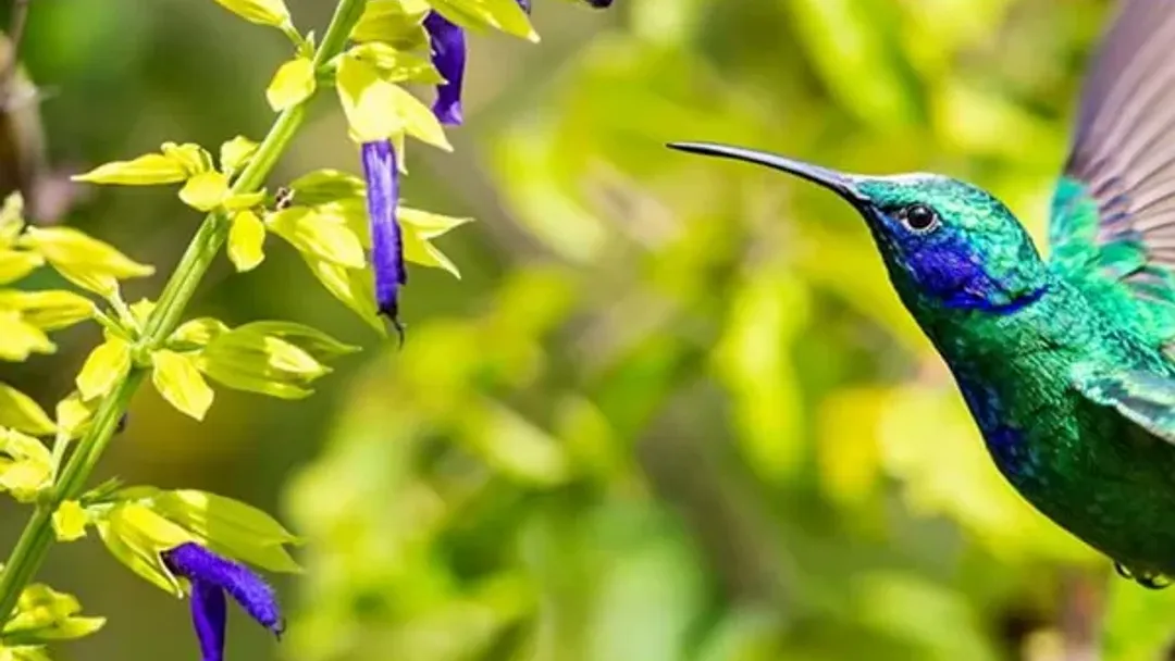 Costa Rica Wildlife Tour