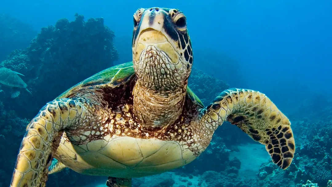 Machu Picchu and Galapagos
