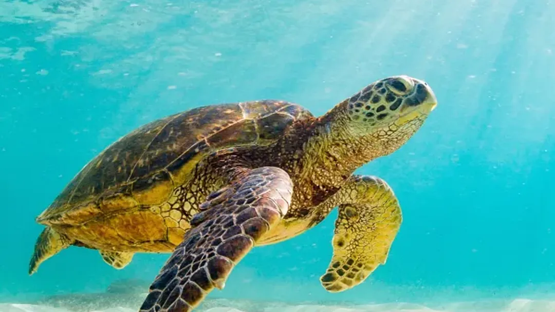 Machu Picchu and Galapagos