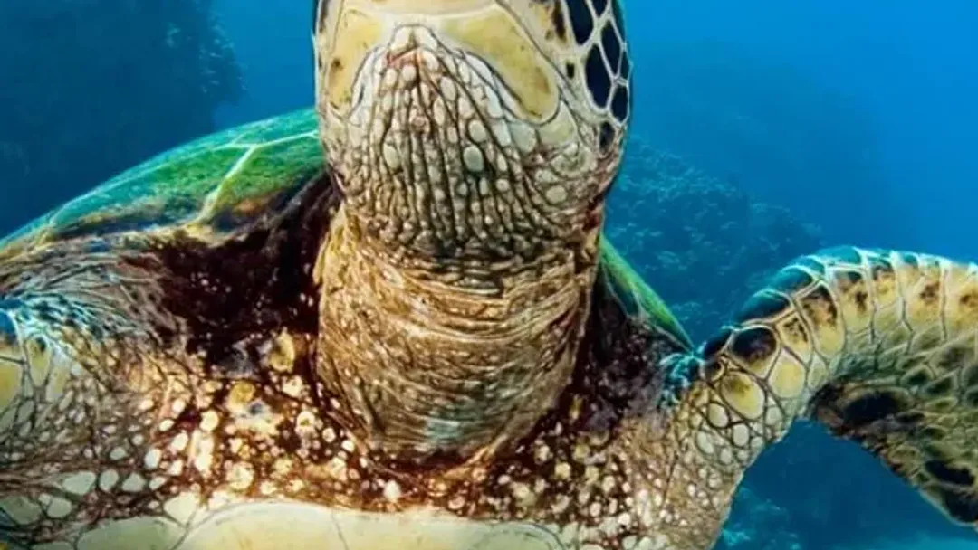Machu Picchu and Galapagos