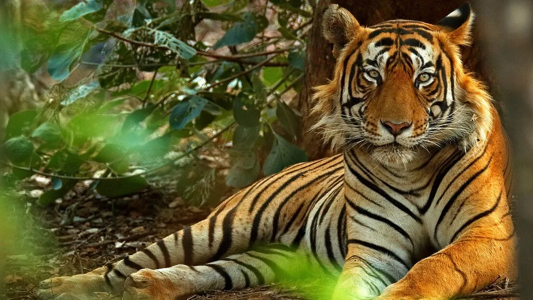 India Tiger Safari