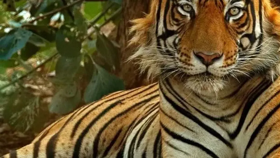 India Tiger Safari