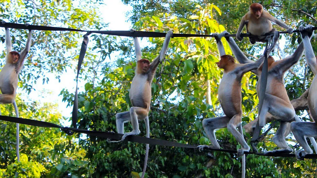Family Borneo Wildlife Adventure