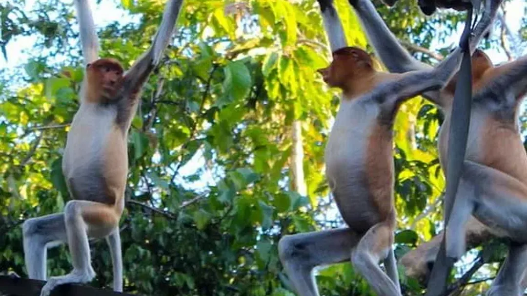 Family Borneo Wildlife Adventure