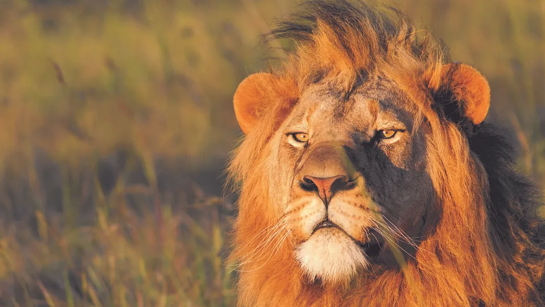 Family Botswana and Zimbabwe Safari Adventure