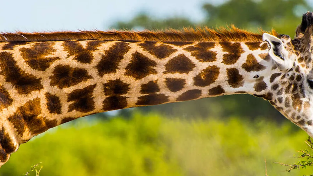 Upgraded - Botswana Wildlife Safari