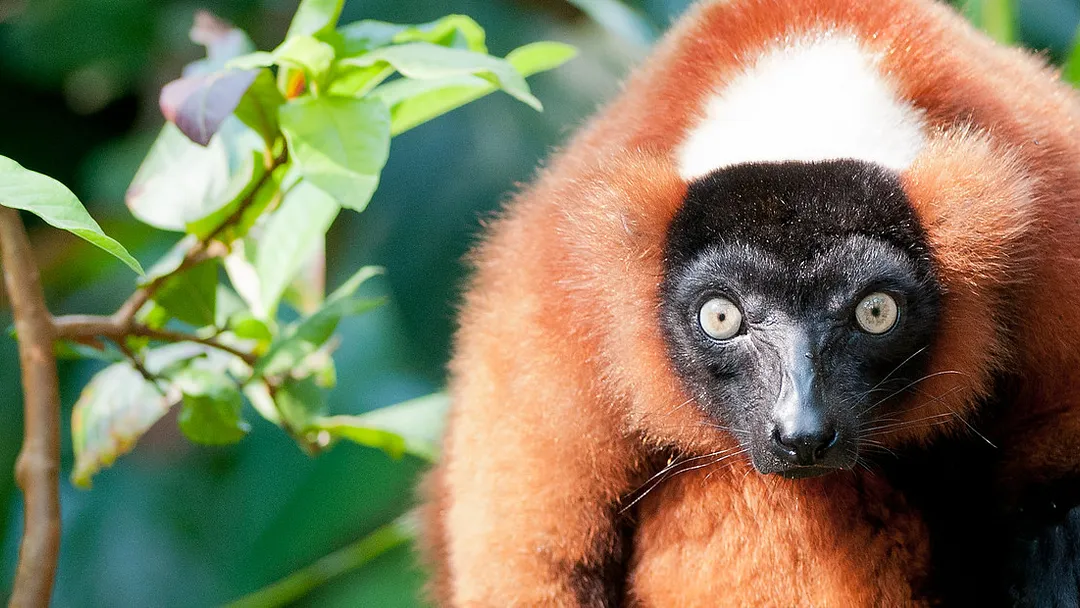 Madagascar: The Lost Continent