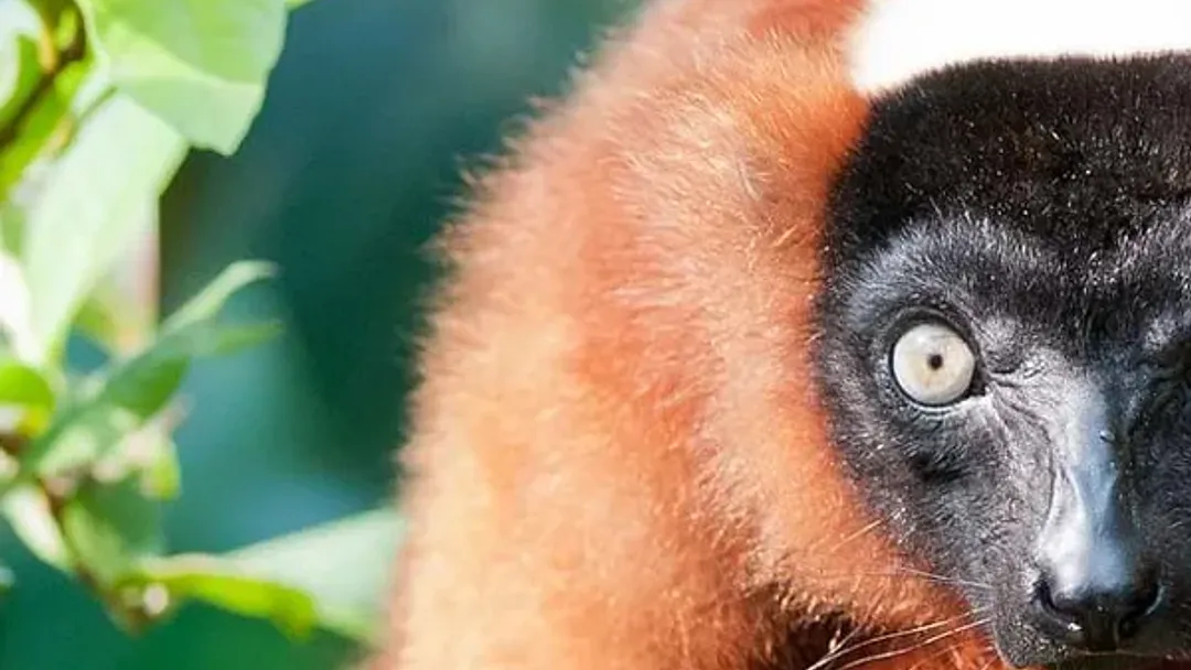 Madagascar: The Lost Continent