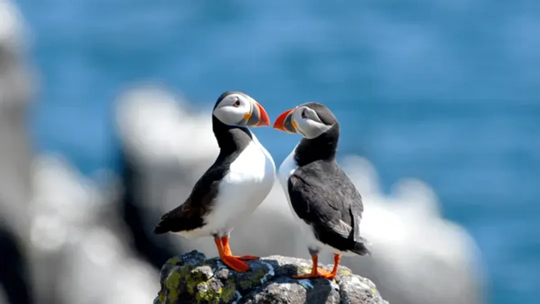 Iceland Circumnavigation - M/V Sylvia Earle