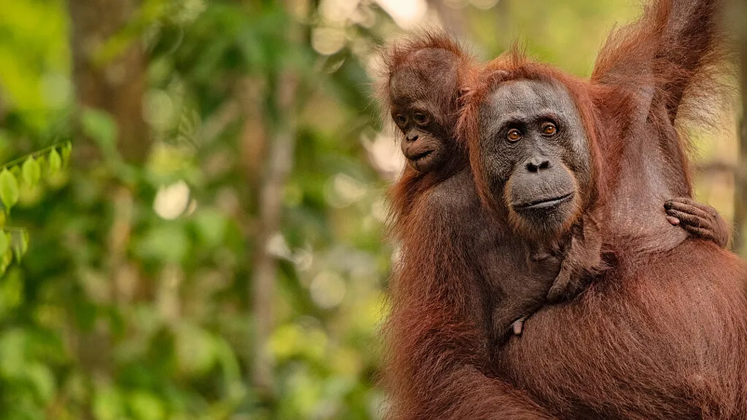 Borneo Sabah Wildlife Highlights