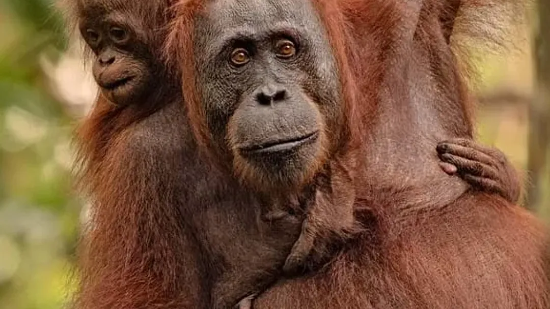 Borneo Sabah Wildlife Highlights