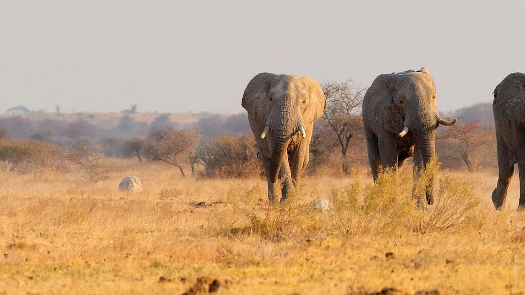 Botswana Wildlife Safari