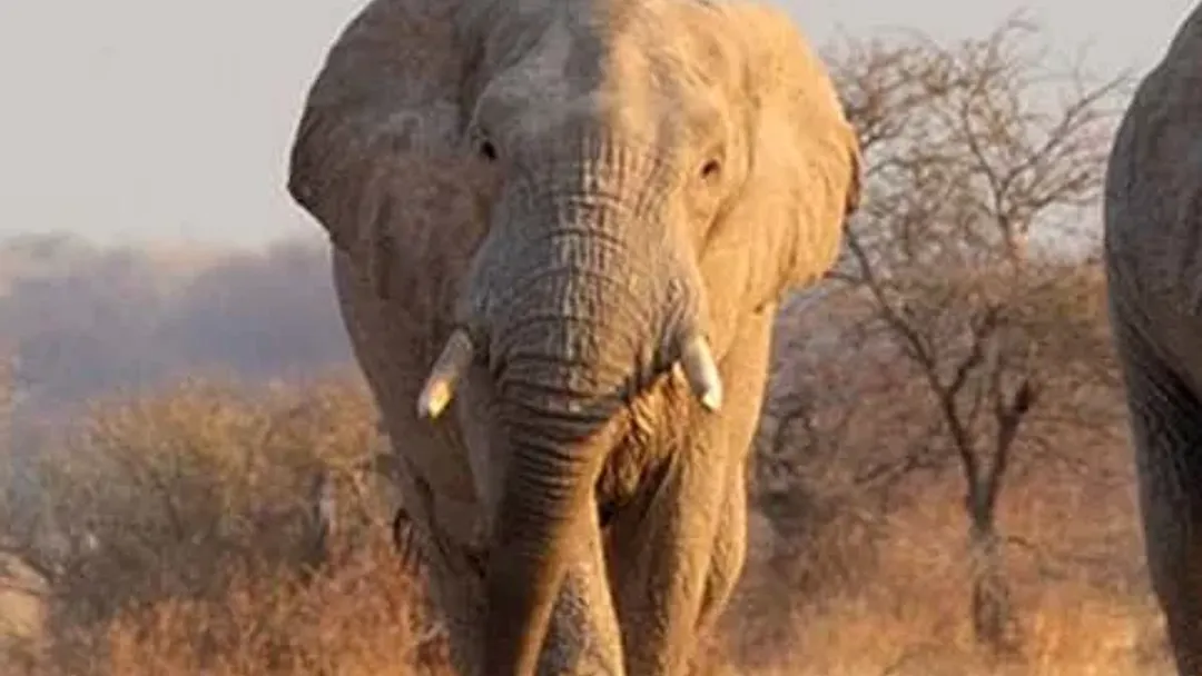 Botswana Wildlife Safari