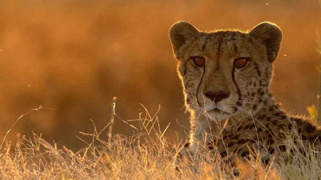 Zimbabwe and Botswana Wildlife Safari