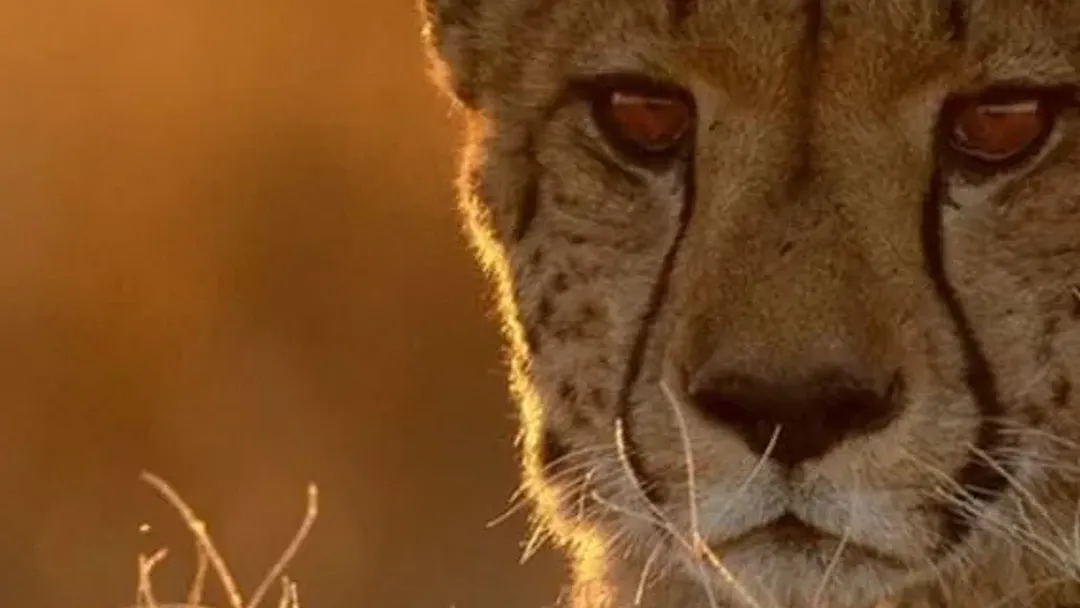Zimbabwe and Botswana Wildlife Safari