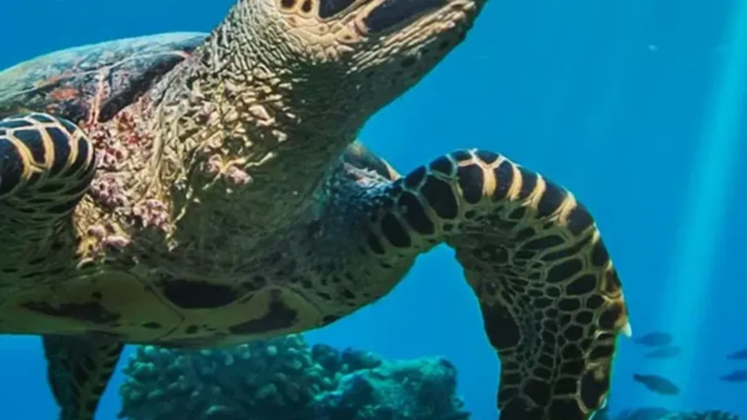 Discover Belize