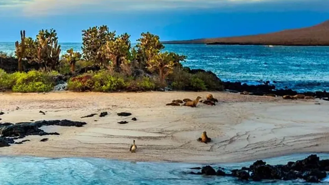 Galapagos Express - Central & West Islands aboard the Archipel I