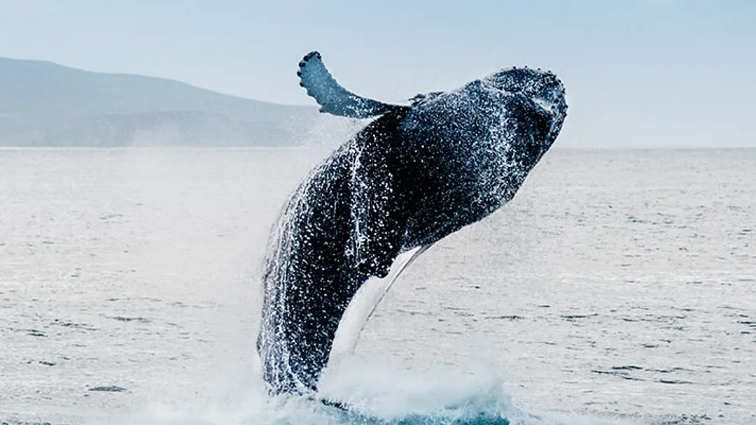 Whales & Wonders of Iceland