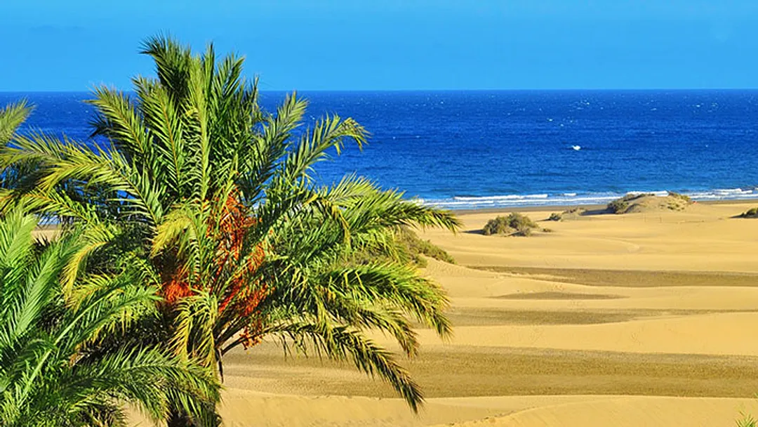 Canaries Escape with the Fleet Fiesta