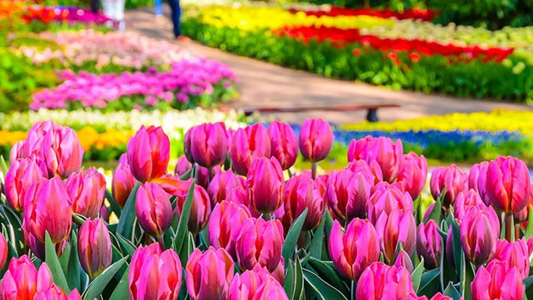 Netherlands Tulip Season with Belgium