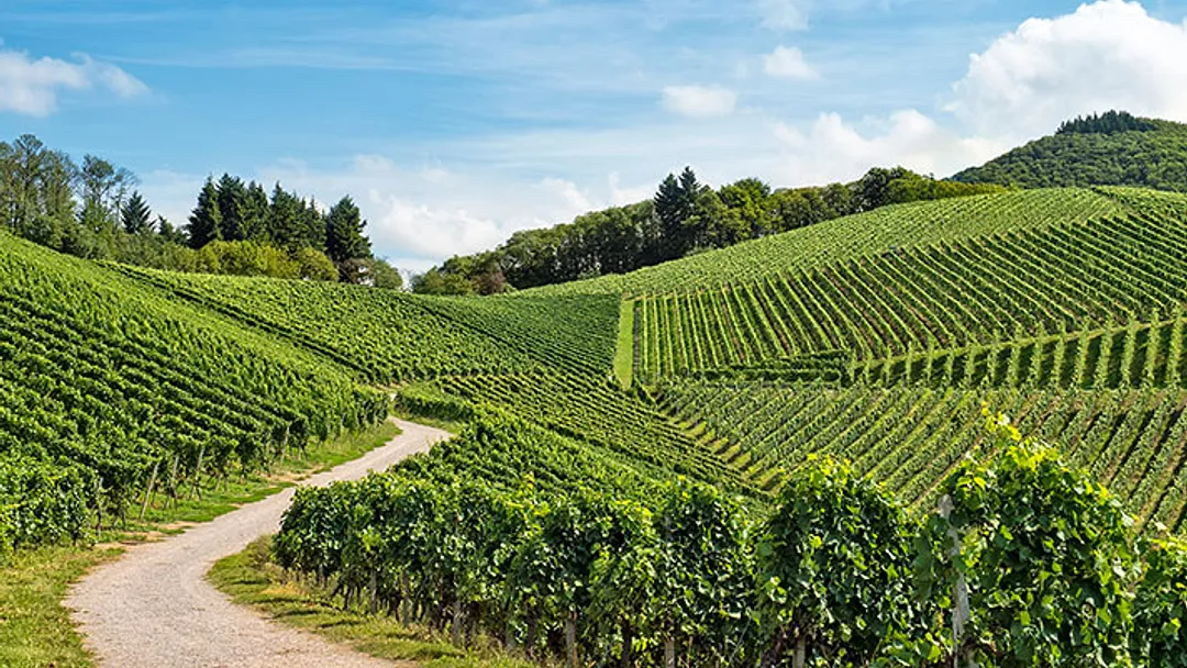 Rivers, Harbours & Vineyards of France