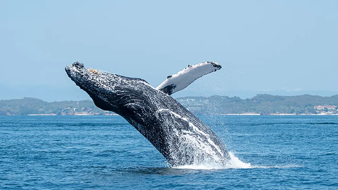 Whales & Wonders of Iceland