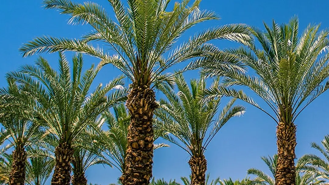 Canary Islands Christmas & Cádiz New Year