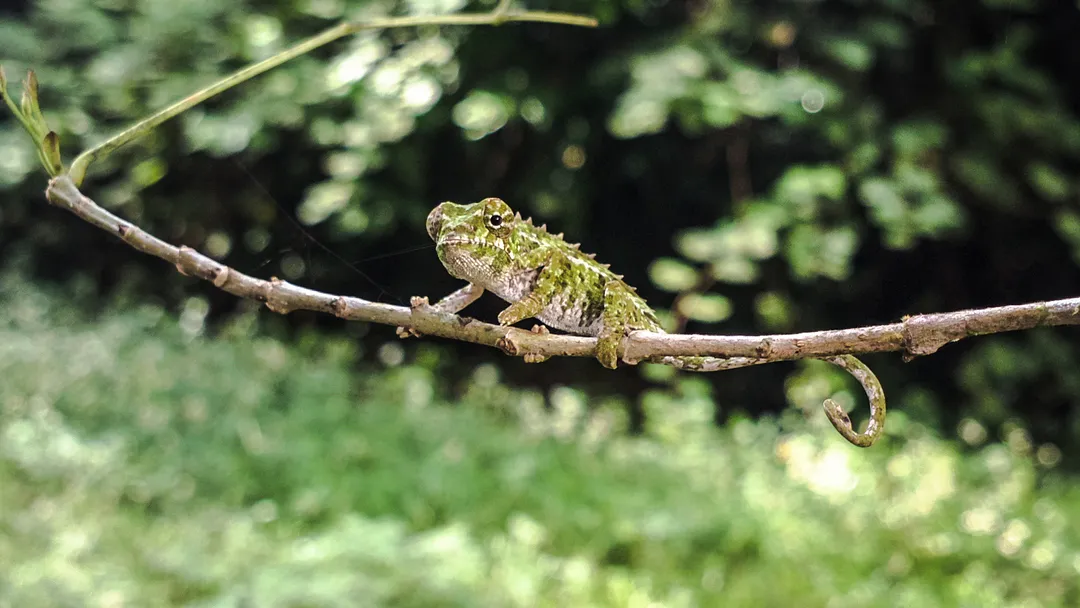 Highlights of Madagascar