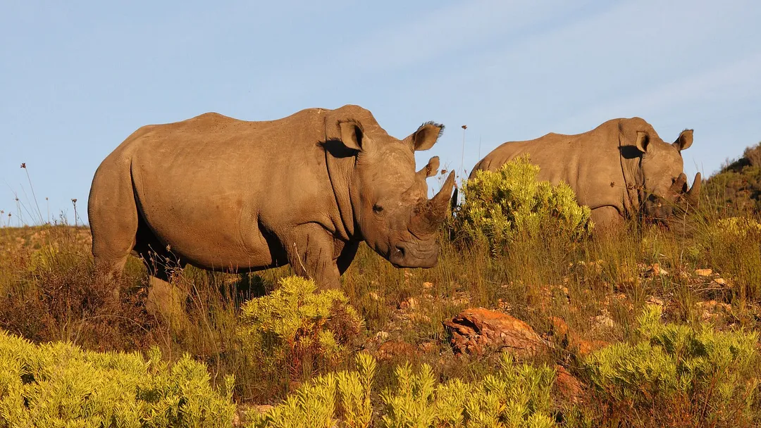 South Africa's Garden Route & Winelands