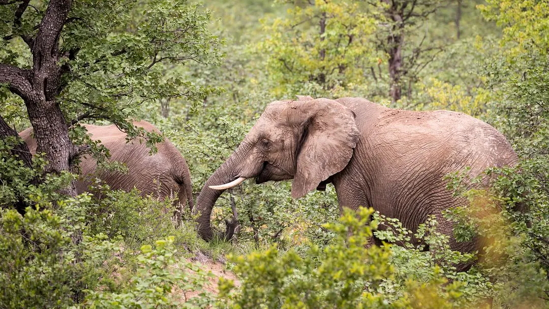 Premium Southern Africa