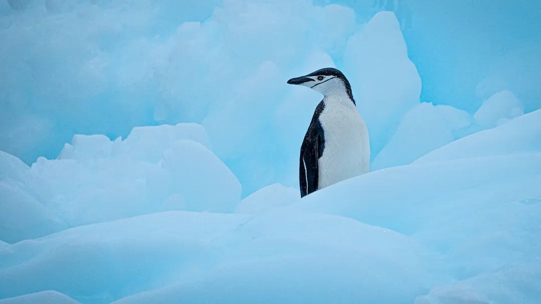 Antarctic Peninsula: An Explorer's Expedition (Ocean Nova) 