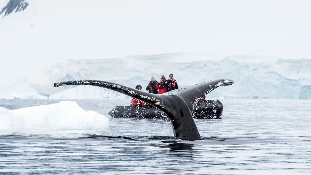 Antarctica's Whale Season (Ocean Albatros) 