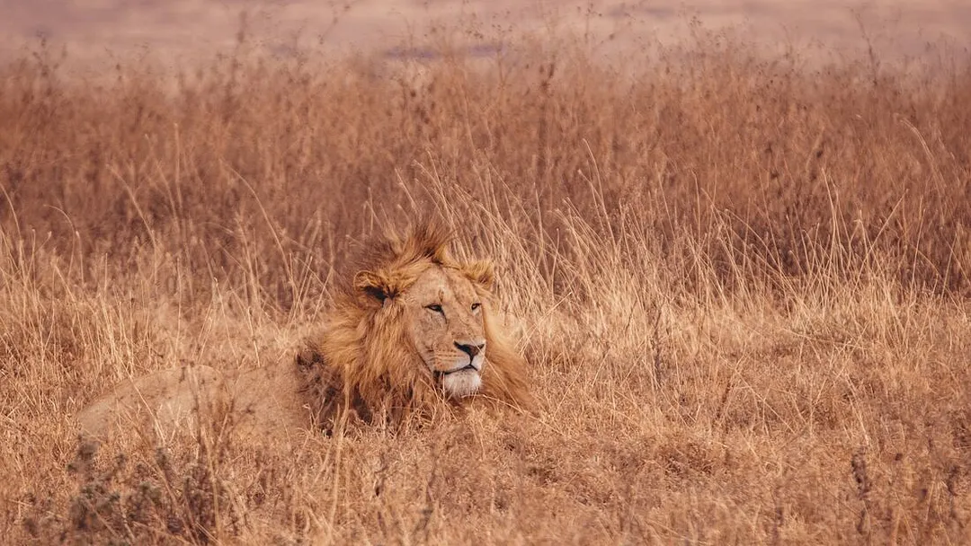 Best of East Africa